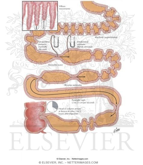 Motility of Small Intestine