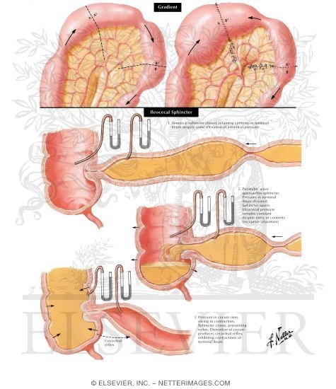 Motility of Small Intestine