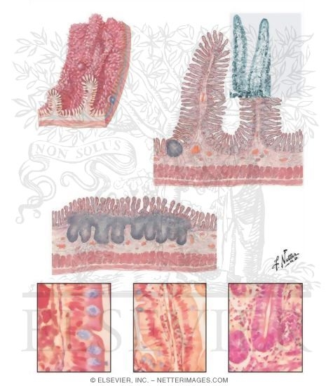 Microscopic Structure of the Small Intestine
