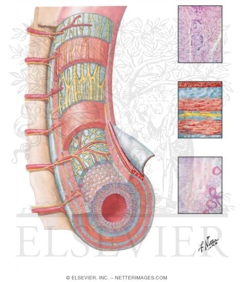 Watermarked preview of unlabeled image: Innervation of the Intestine