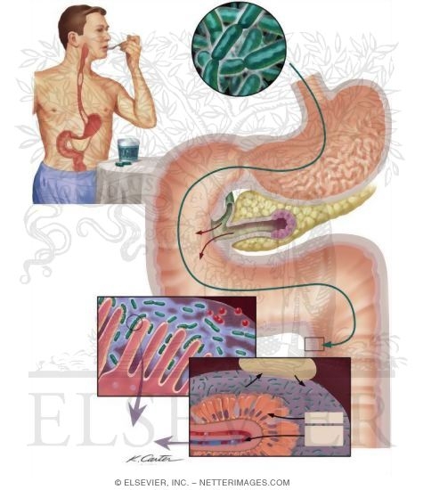 Watermarked preview of unlabeled image: Probiotics
