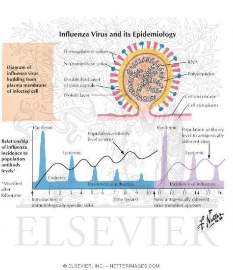 Watermarked preview of unlabeled image: Influenza Virus and Its Epidemiology
