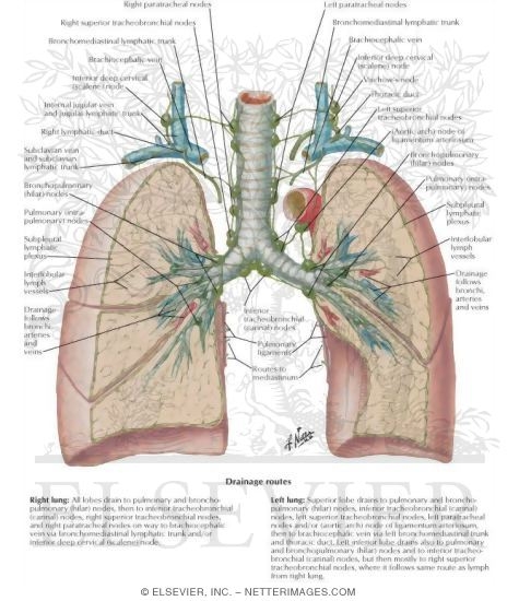 Lymph Nodes Of The Lungs