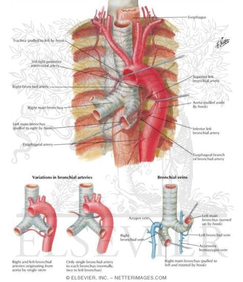 Bronchial Arteries and Veins