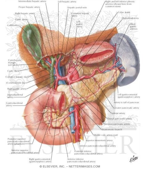 Arterial Blood Supply of Liver, Biliary System and Pancreas (Anterior View)