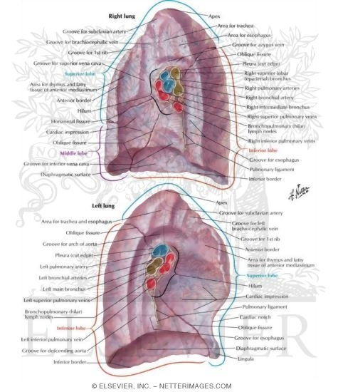 Lungs: Medial Views
Medial Surface of Lungs