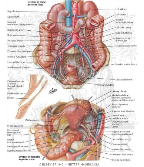 Watermarked preview of unlabeled image: Anatomic Relations of Ureters
Ureters