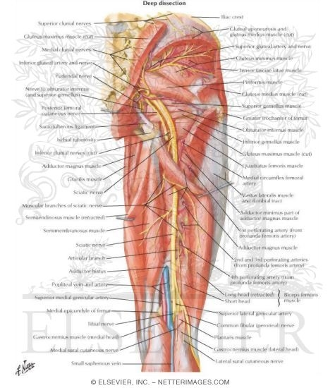 Watermarked preview of unlabeled image: Arteries and Nerves of Thigh: Deep Dissection (posterior view)
Arteries and Nerves of Thigh: Posterior View