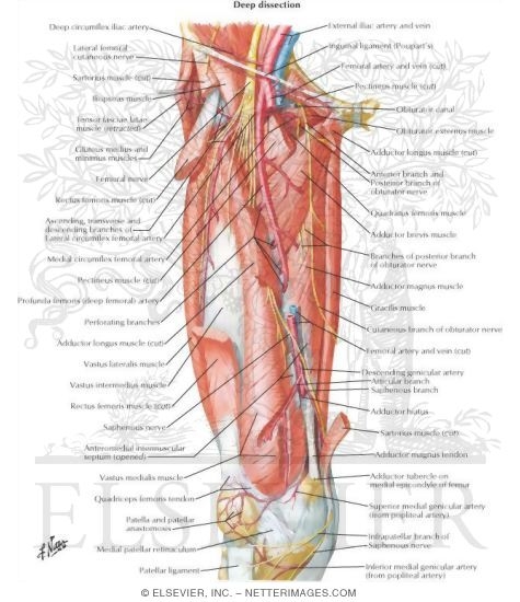 Watermarked preview of unlabeled image: Arteries and Nerves of Thigh: Deep Dissection (anterior view)Arteries and Nerves of Thigh: Anterior Views