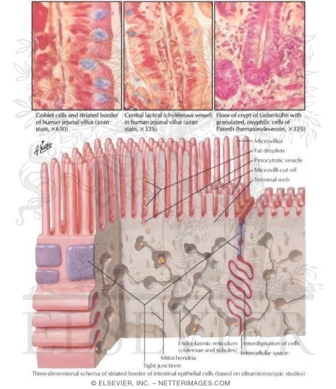 Epithelium of the Small Intestine
Small Intestine II - Structure
Structure of Small Intestine