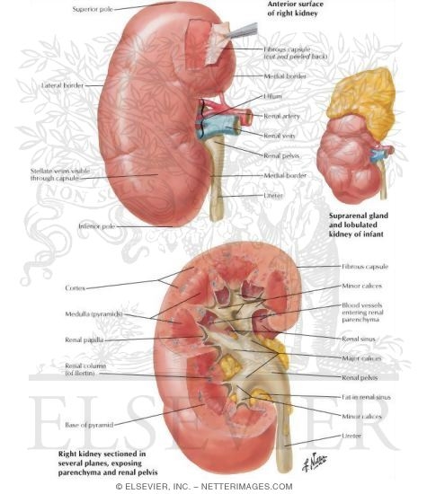 Gross Structure of Kidney