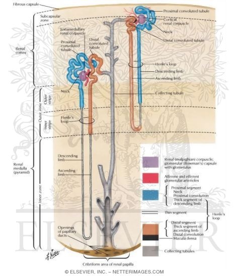 Watermarked preview of unlabeled image: Anatomy of the Nephron
Nephron and Collecting Tubule: Schema
The Nephron