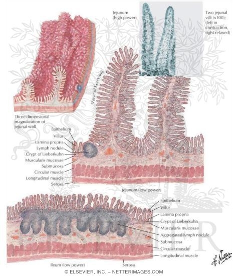 Structure of Small Intestine