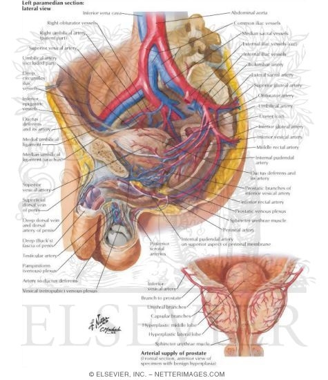 Arteries and Veins of Pelvis: Male
Blood Supply of Pelvis