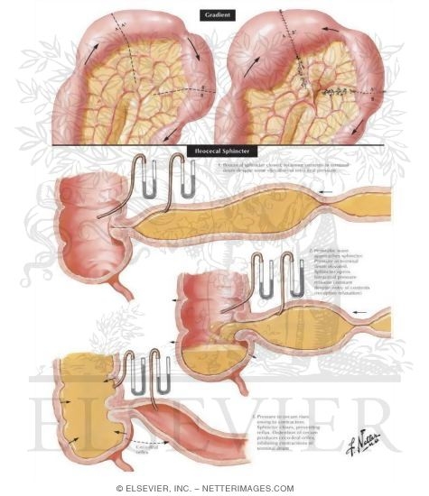 Watermarked preview of unlabeled image: Motility of Small Intestine