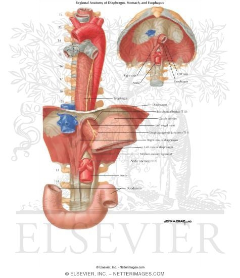 Watermarked preview of unlabeled image: Topographic Relations, Contours, and Normal Constrictions of the Esophagus