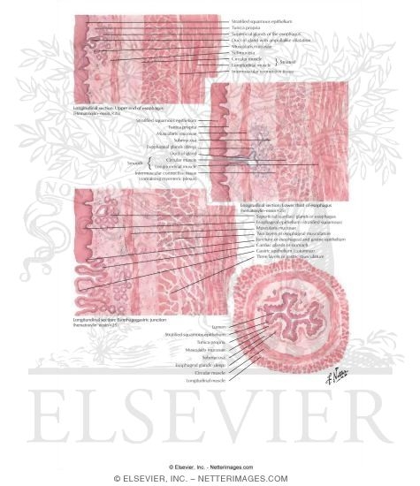 Histology of the Esophagus