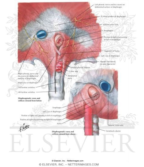 Watermarked preview of unlabeled image: Esophagogastric Junction