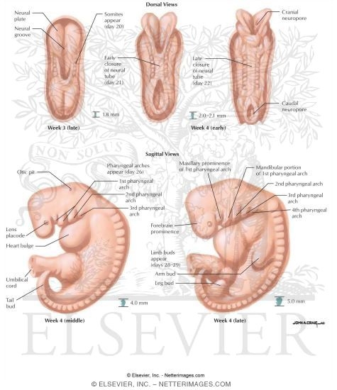 Watermarked preview of labeled image: Embryonic Period I
The Early Embryonic Period