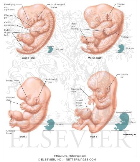Watermarked preview of labeled image: Embryonic Period II
The Late Embryonic Period