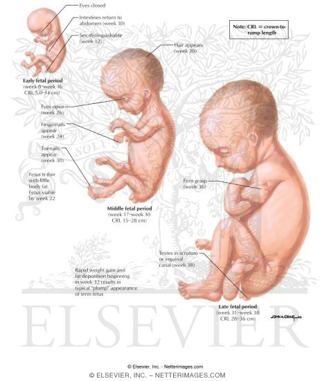 The Fetal Period