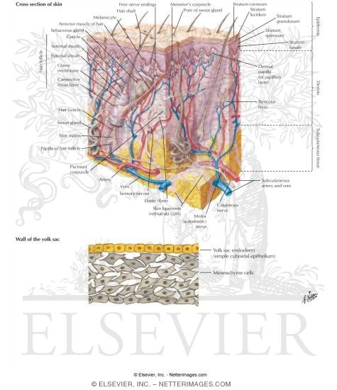 Watermarked preview of labeled image: Skin and Embryonic Connective Tissue