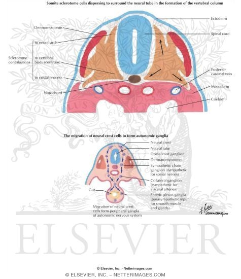 Watermarked preview of labeled image: Cell Adhesion and Cell Migration