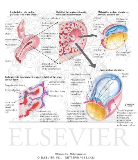 Events Related to Gastrulation
Neurulation and Early Placenta and Coelom Development
