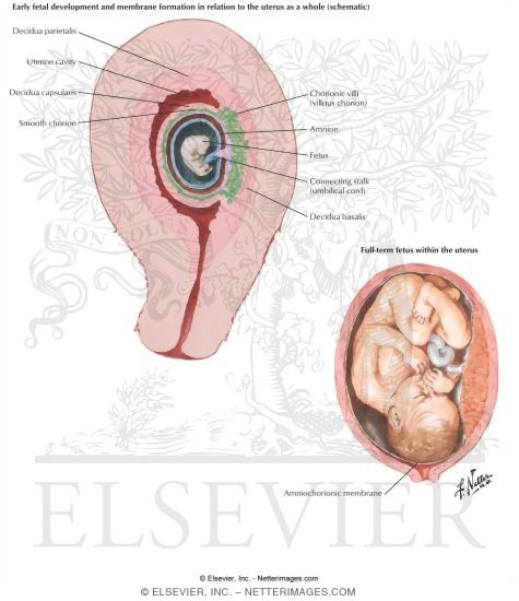 Watermarked preview of labeled image: The Endometrium and Fetal Membranes