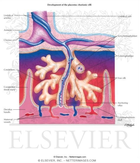 Development of the Placenta: Chorionic Villi
Placental Structure