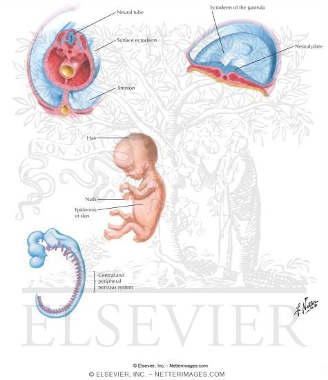 Summary of Ectodermal Derivatives