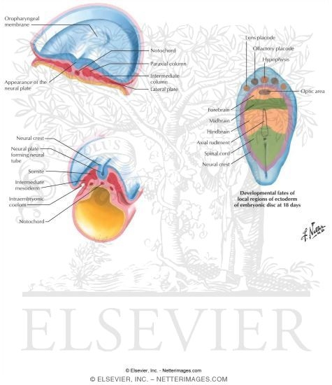 Formation of the Neural Plate