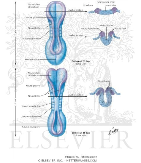 Neurulation