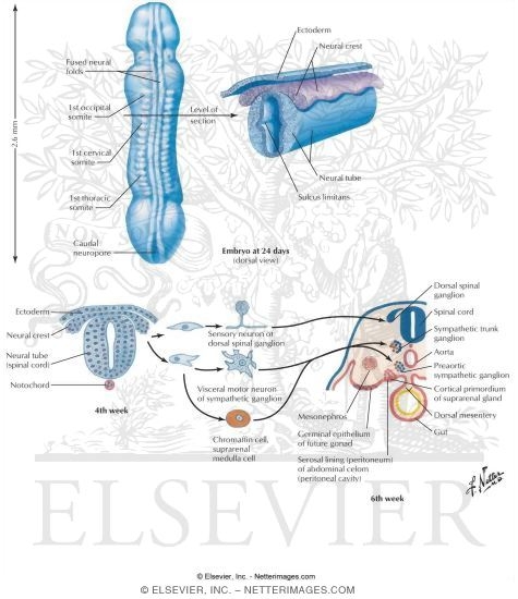 Watermarked preview of labeled image: Neural Tube and Neural Crest