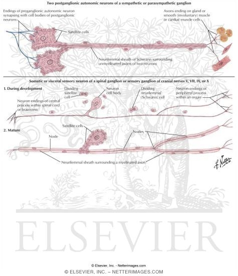 Watermarked preview of labeled image: Neuron Development