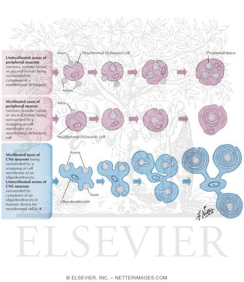 Development of Myelination and Axon Ensheathment
Development of the Cellular Sheath of Axons