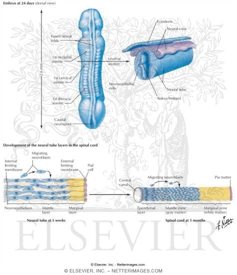 Development of the Spinal Cord Layers