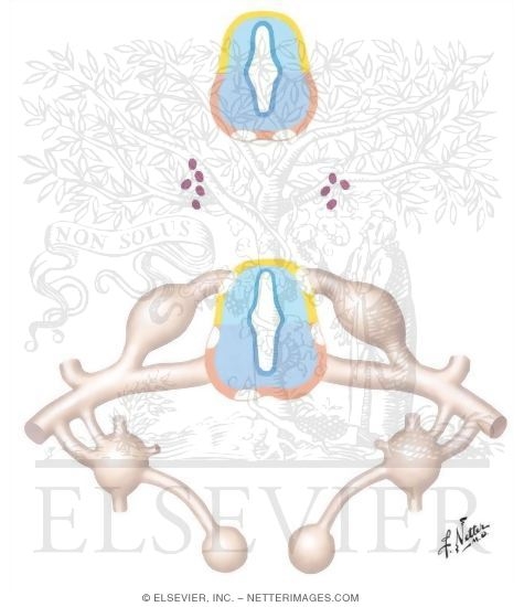Development of the Peripheral Nervous System