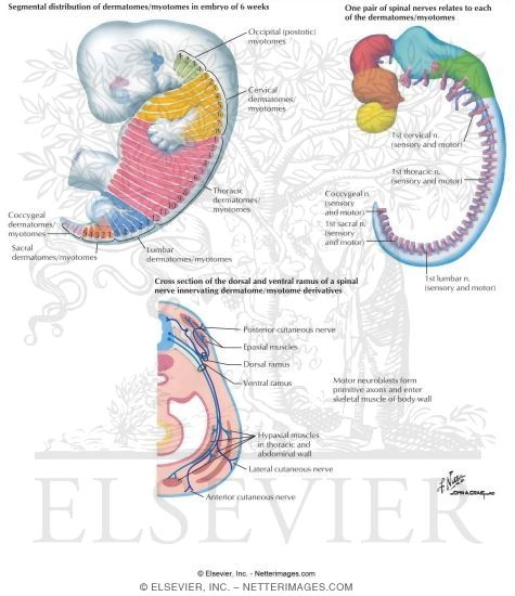 Watermarked preview of labeled image: Embryonic Dermatomes