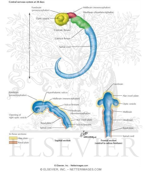 early brain development
