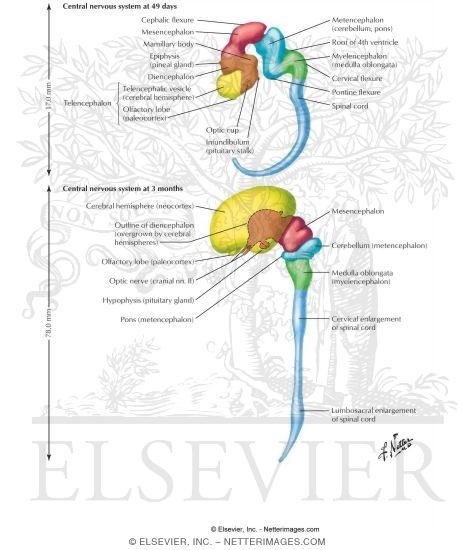 early brain development