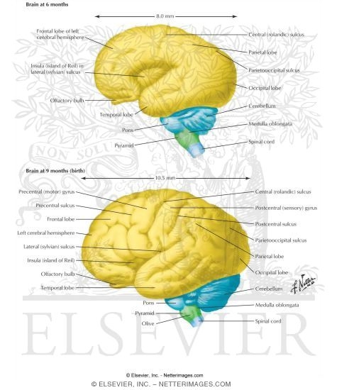 Growth of the Cerebral  Hemispheres