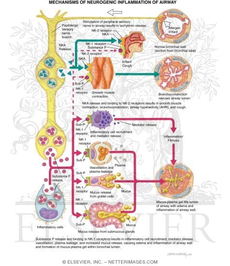 neurogenic-inflammation