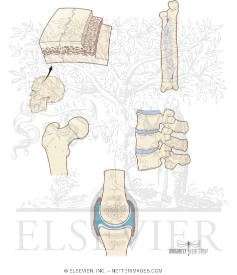 Skeletal System: Types of Joint