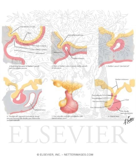 Development of the Pituitary Gland