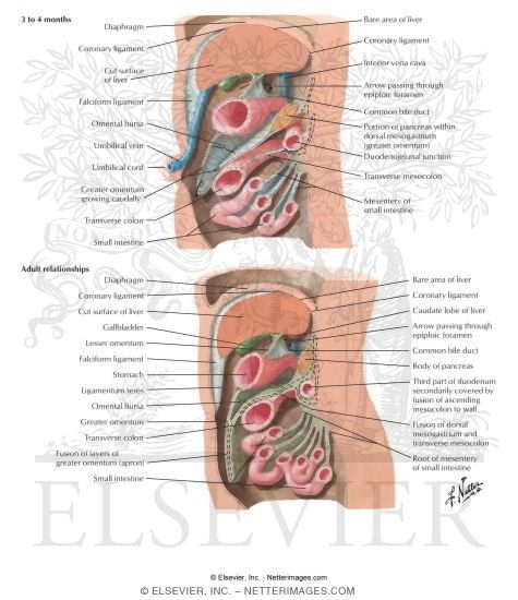 Watermarked preview of labeled image: Sagittal Sections at 3 to 4 Months Compared With Adult