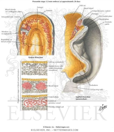 Formation of Blood Vessels