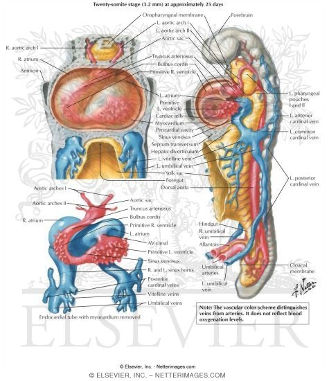Bending of the Heart Tube