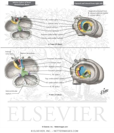 Formation of the Cardiac Septa