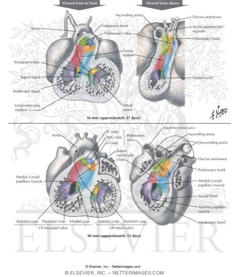 Completion of the Spiral (Aorticopulmonary) Septum
